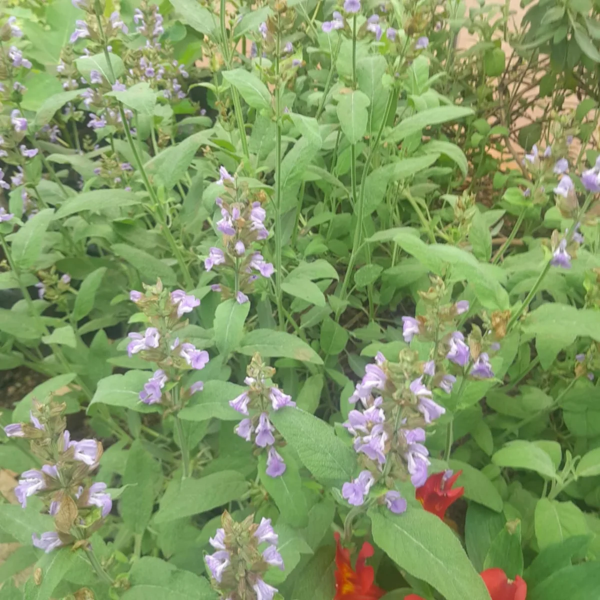 Common Sage