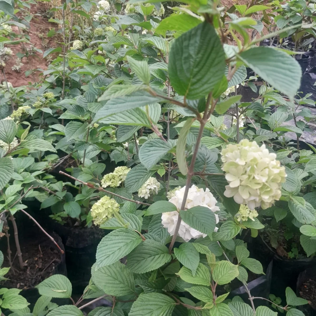 Snowball viburnum