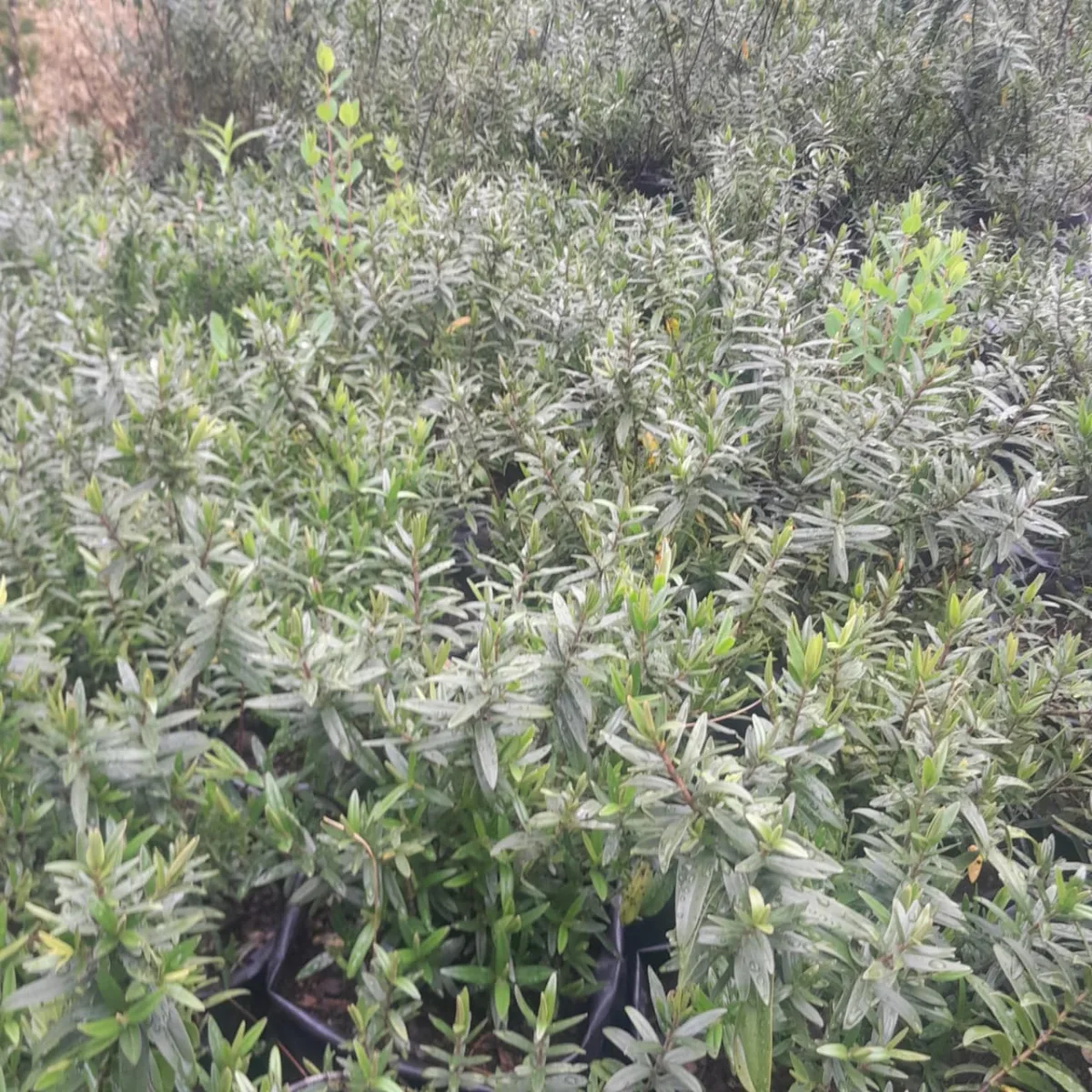 Arbequina Olive