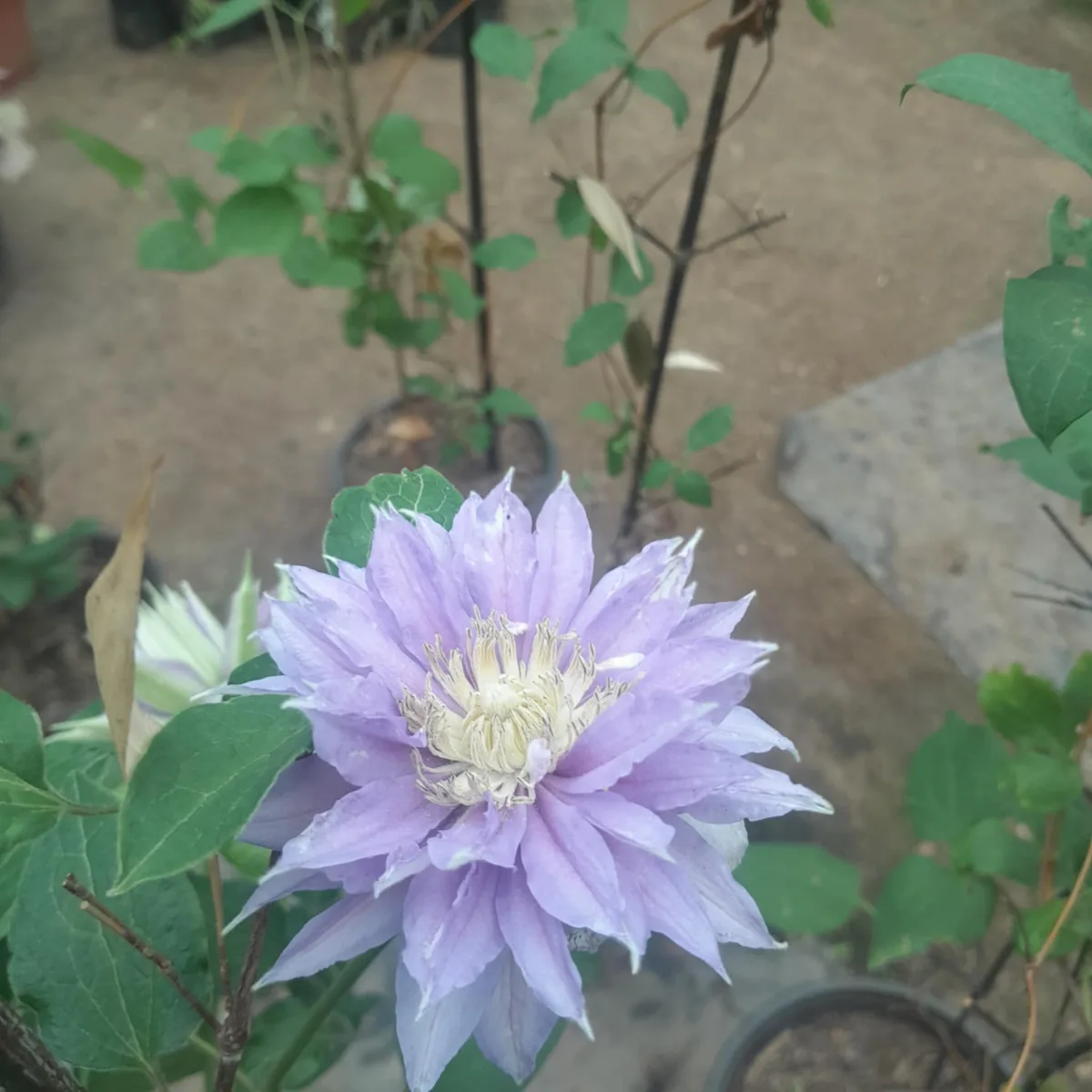 Belle of Working