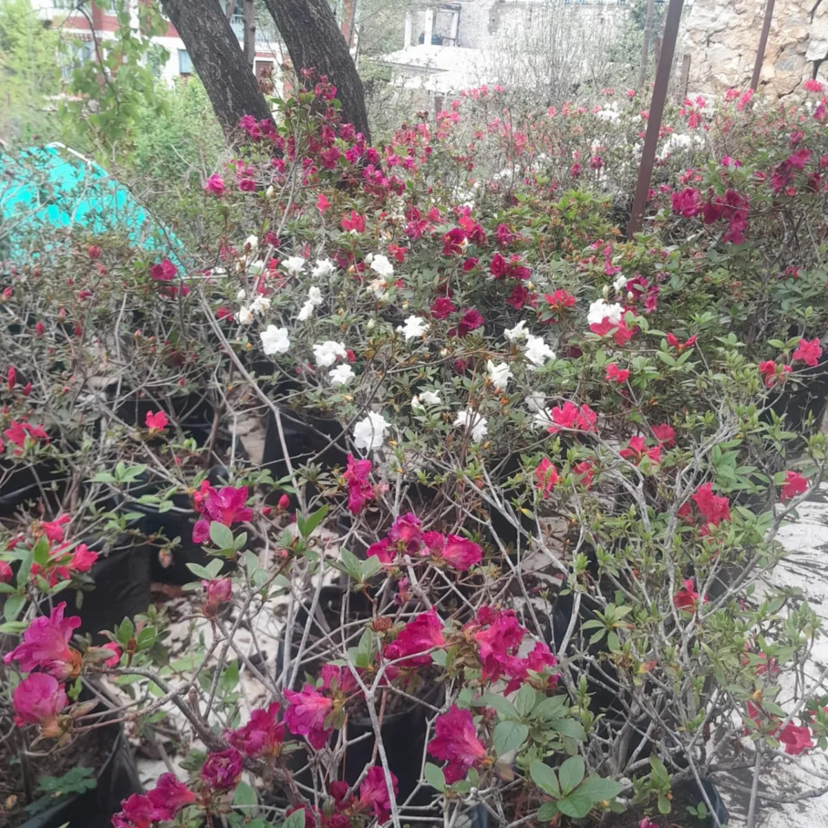 Azalea