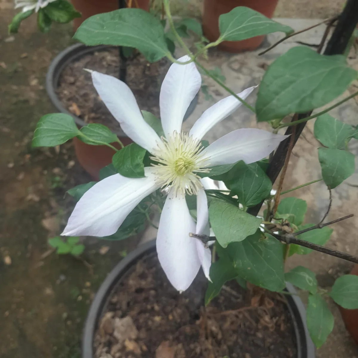 Clematis florida
